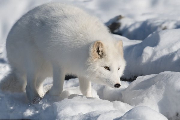 Тундровый песец