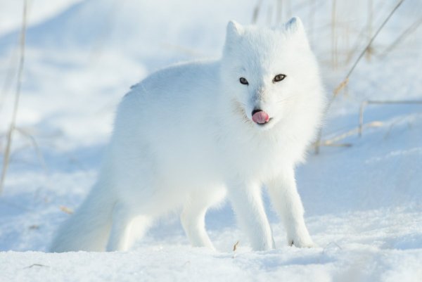 Arctic Fox Summer
