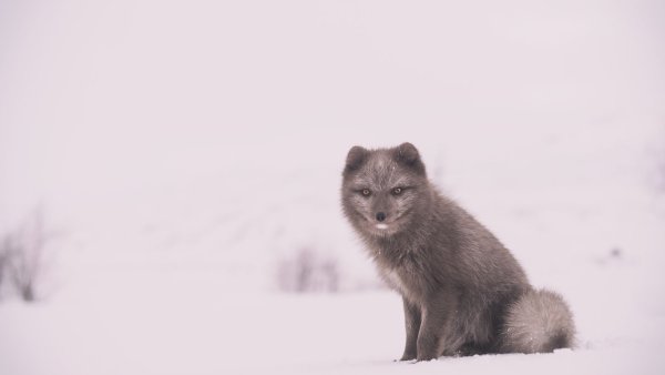 Песец обыкновенный (Полярная лиса)