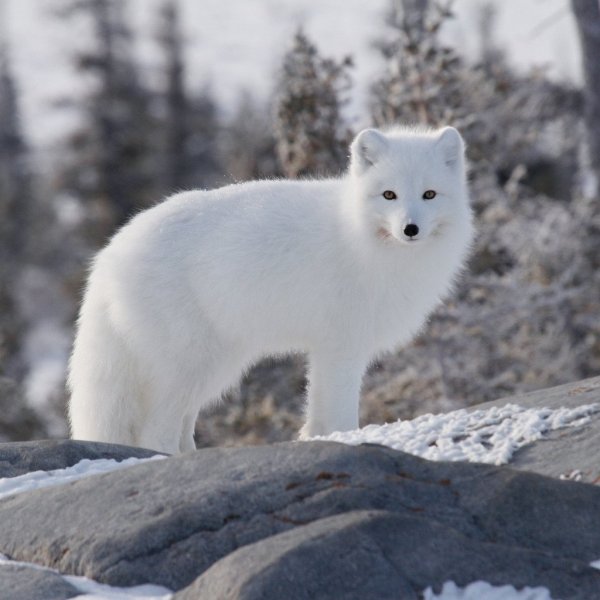 Полярный песец Арктики