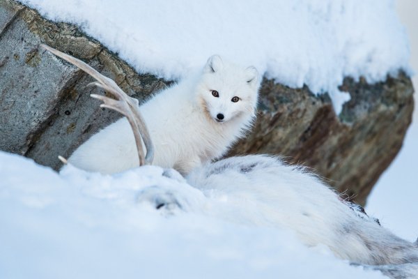 Медновский песец стая