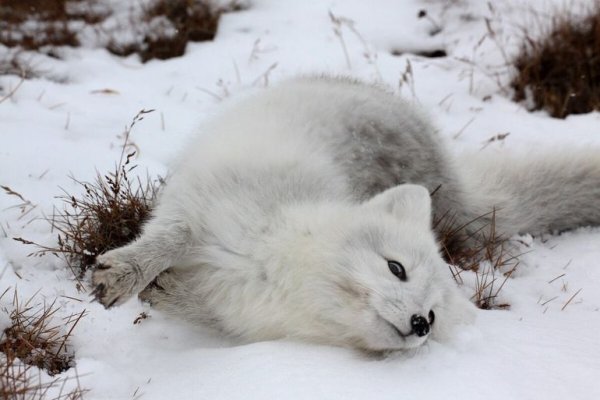 Облезлый песец