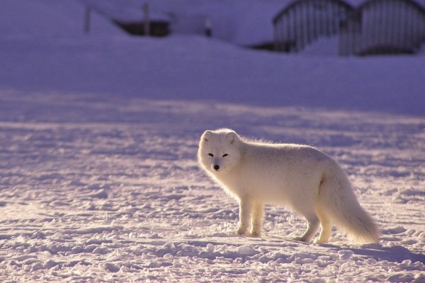 Арктическая лиса летом