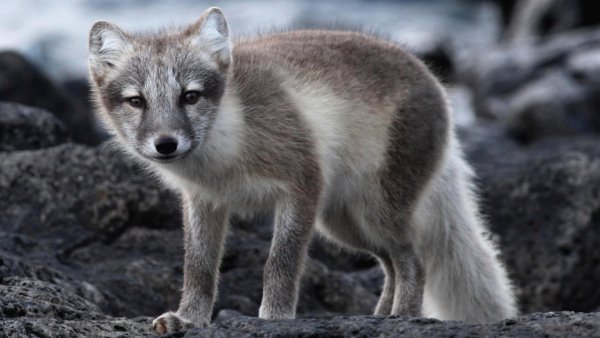 Голубой песец