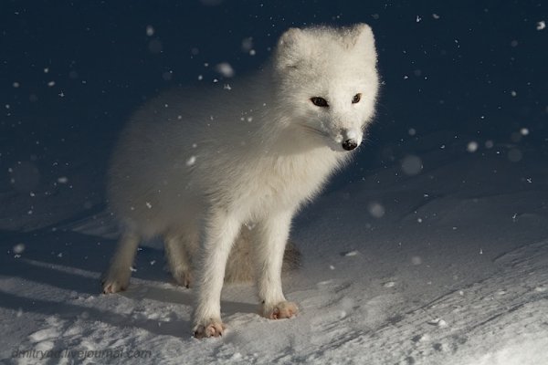 Песец линяет