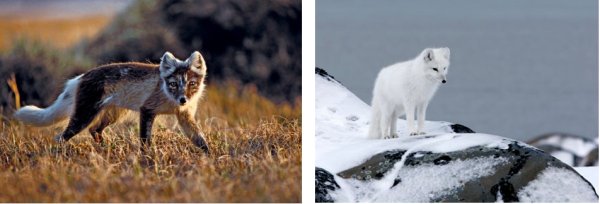 Полярный песец летом