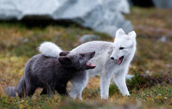 Северный песец