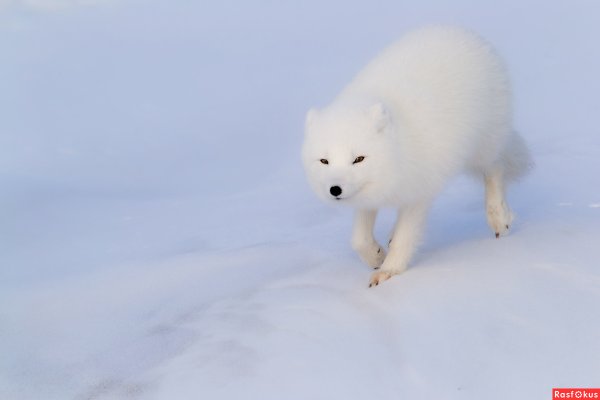 Песец в Арктике