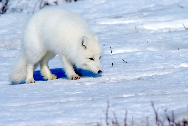 Тундровый голубой песец