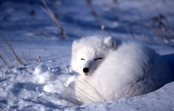 Песец Таймыр