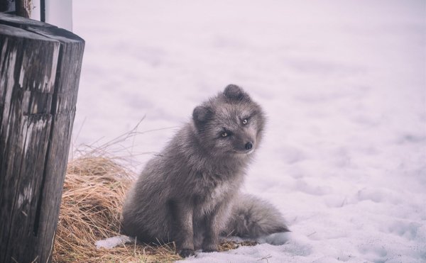 Песец Командорский (Медновский)
