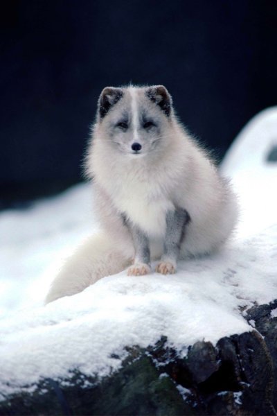 Тундровый голубой песец