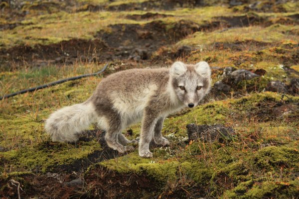 Медновский голубой песец