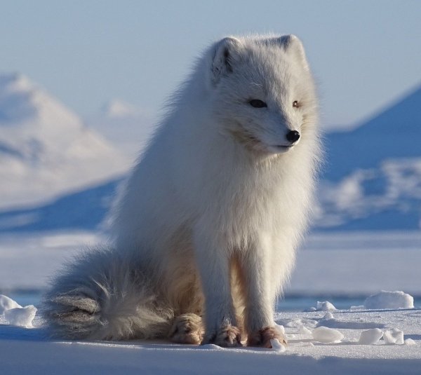 Медновский песец стая