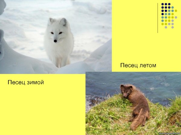 Песец в Антарктиде