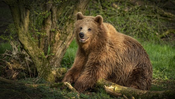 Дальневосточный бурый медведь