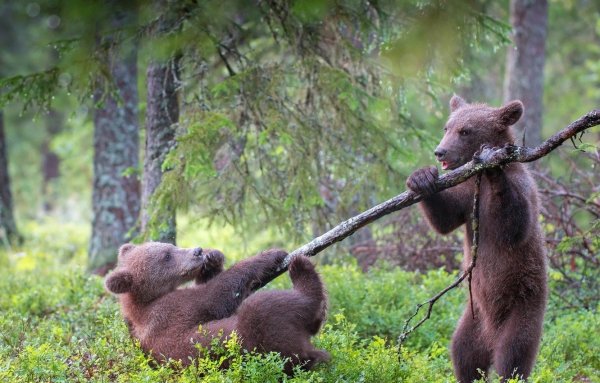 Медвежонок на дереве