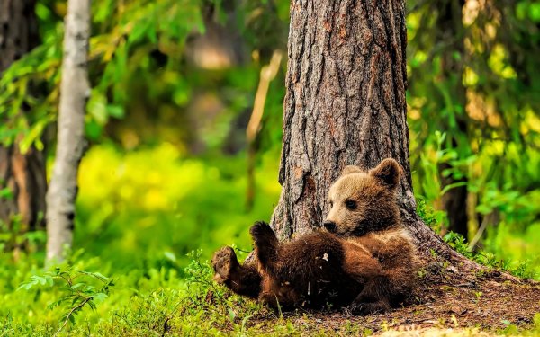 Бурый медведь в лесу