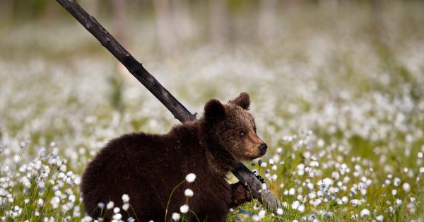 Бурый медведь Краснодарского края