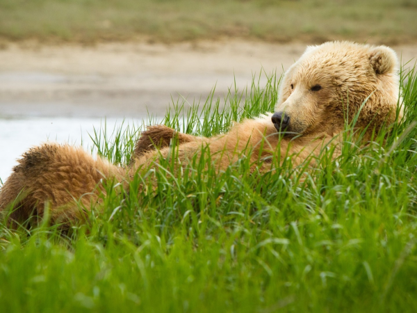 Бурый медведь с медвежатами