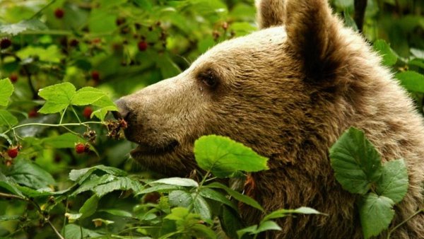 Медведь с медвежонком