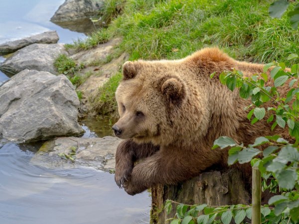 Медведь в цветах