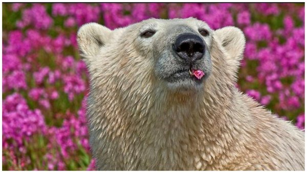 Медвежонок в лесу