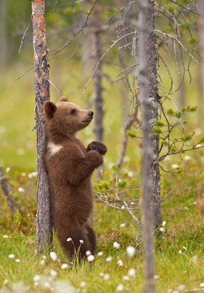 Бурый медведь Уссурийская Тайга