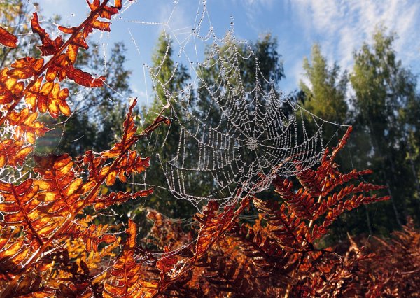 Осень бабье лето