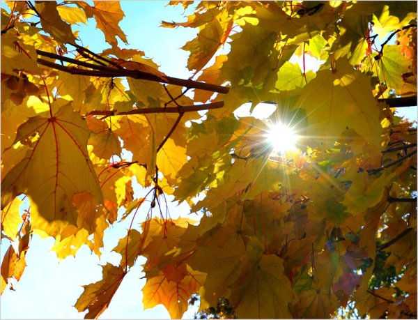 Солнечная осень