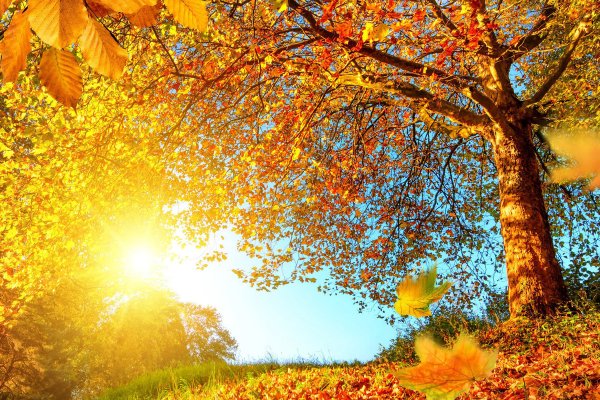 Листик на паутинке