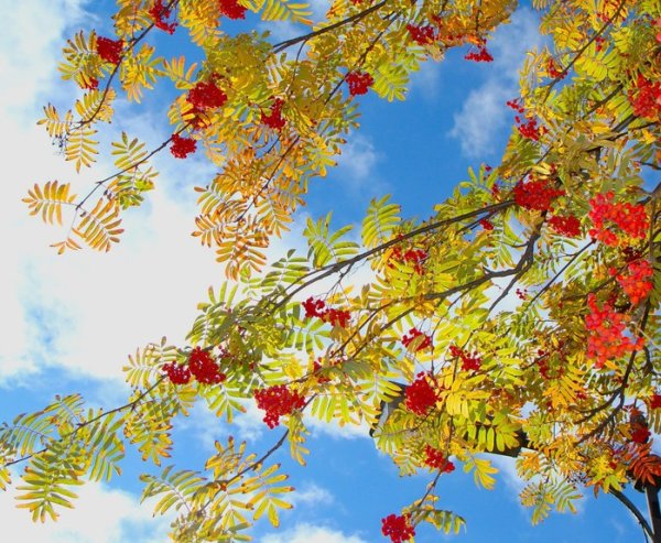 Бабье лето паутинки