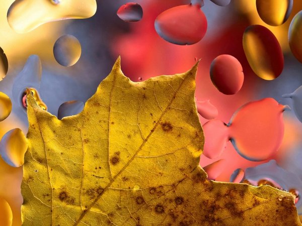 Природа осень