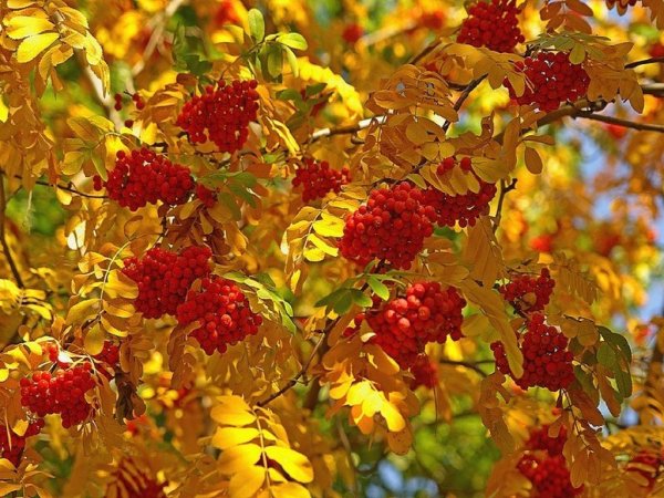 Осень Макросъемка