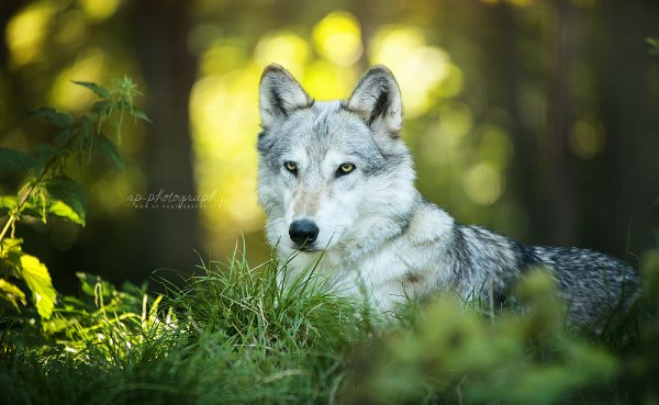 Волк красивый весной