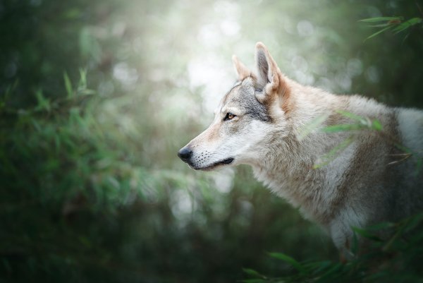 Чехословацкая Волчья собака