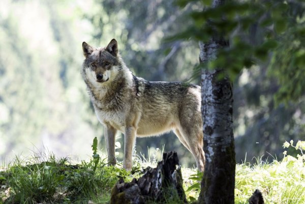 Волчья Нора