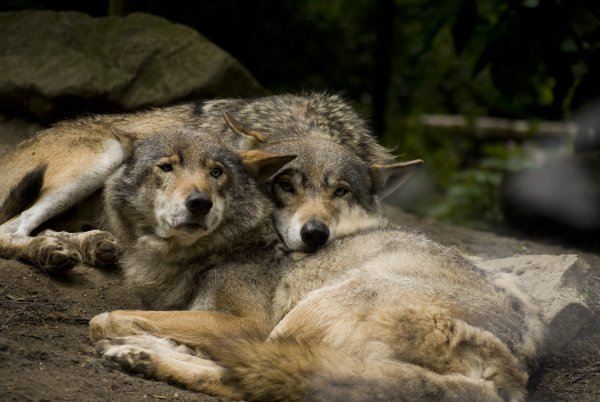 Волки несколько