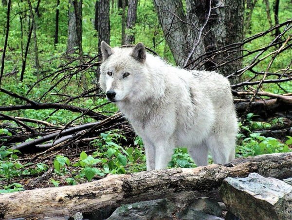 Среднерусский Лесной волк