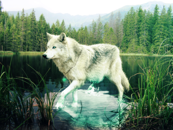 Белый волк на природе