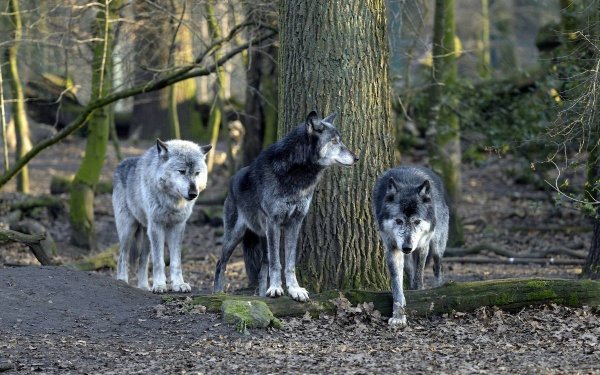 Парк Джаспер стая Волков