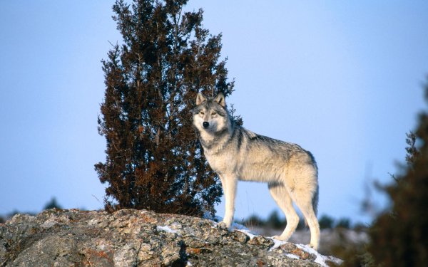 Картинки на рабочий стол волки