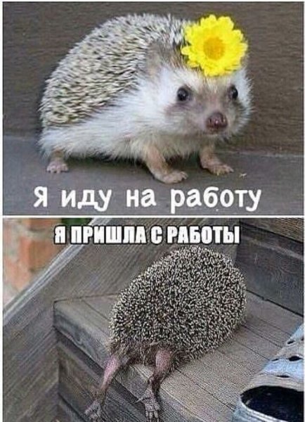 Воскресенье на работу прикольные