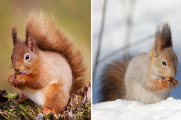 Белка зимой и летом