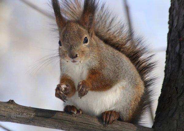 Белочка зимой и летом