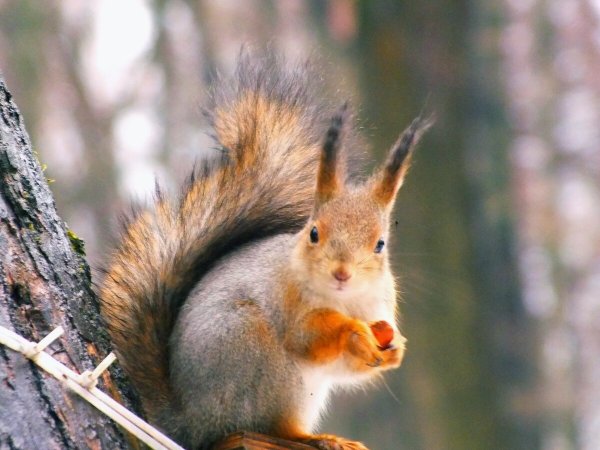 Белка зимой