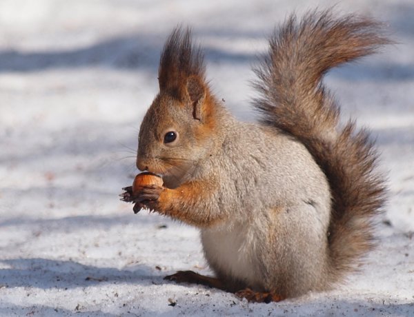 Белка зимой и летом