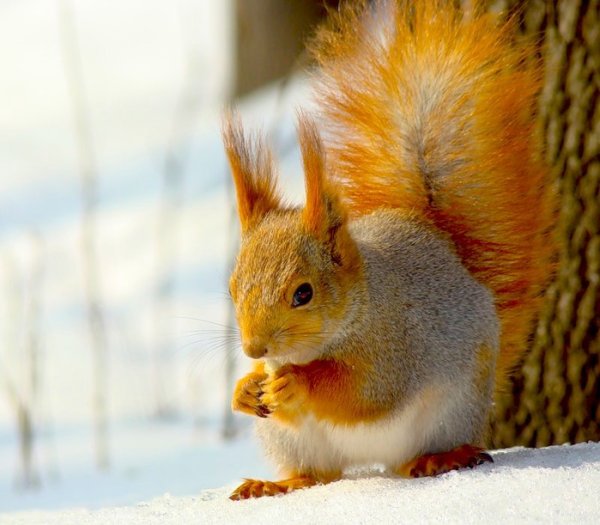 Окраска белок зимой и летом