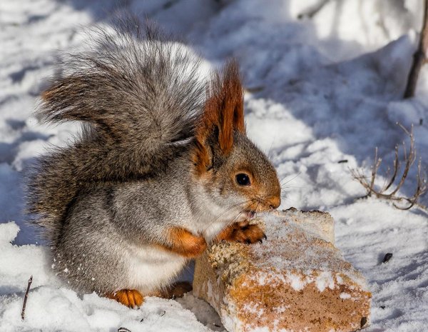 Белочка на дереве