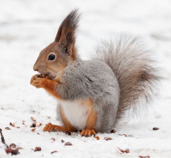 Белка зимой и летом